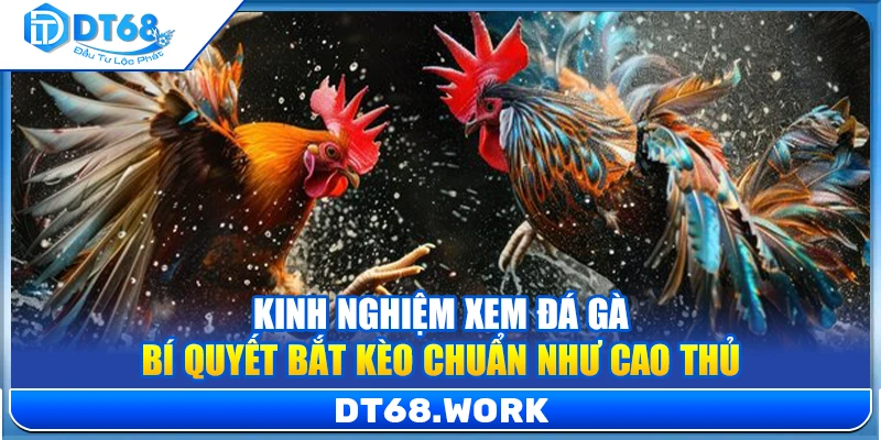 Kinh Nghiệm Xem Đá Gà – Bí Quyết Bắt Kèo Chuẩn Như Cao Thủ